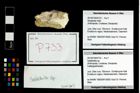 Foto (Objekt + Etikett) von Galatheites sp.  (NHMW-GEO-2014-0194-0733)